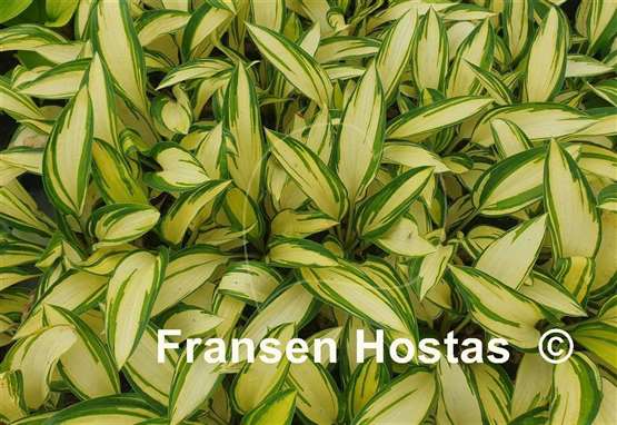 Hosta Janie Girl